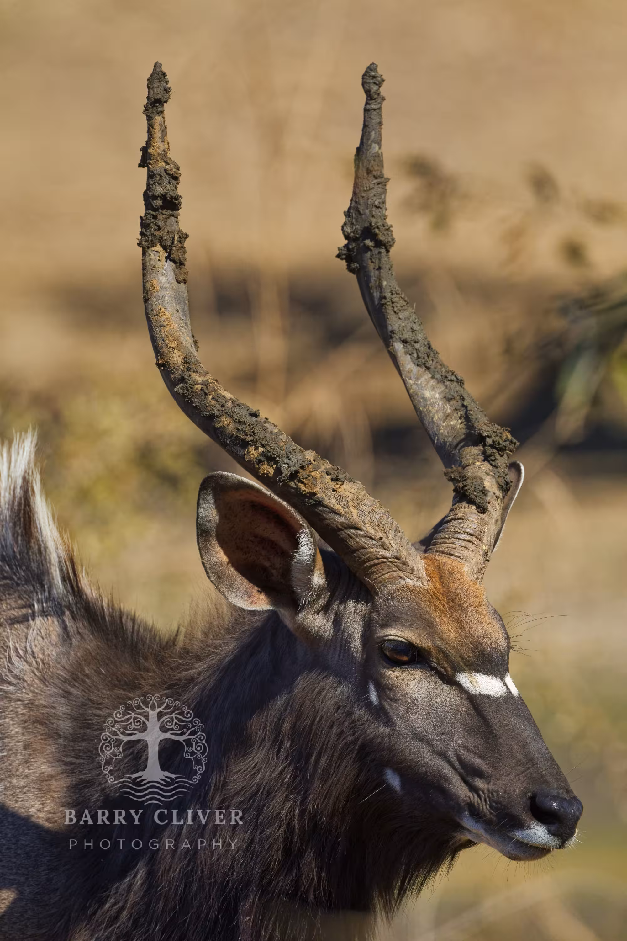 Nyala