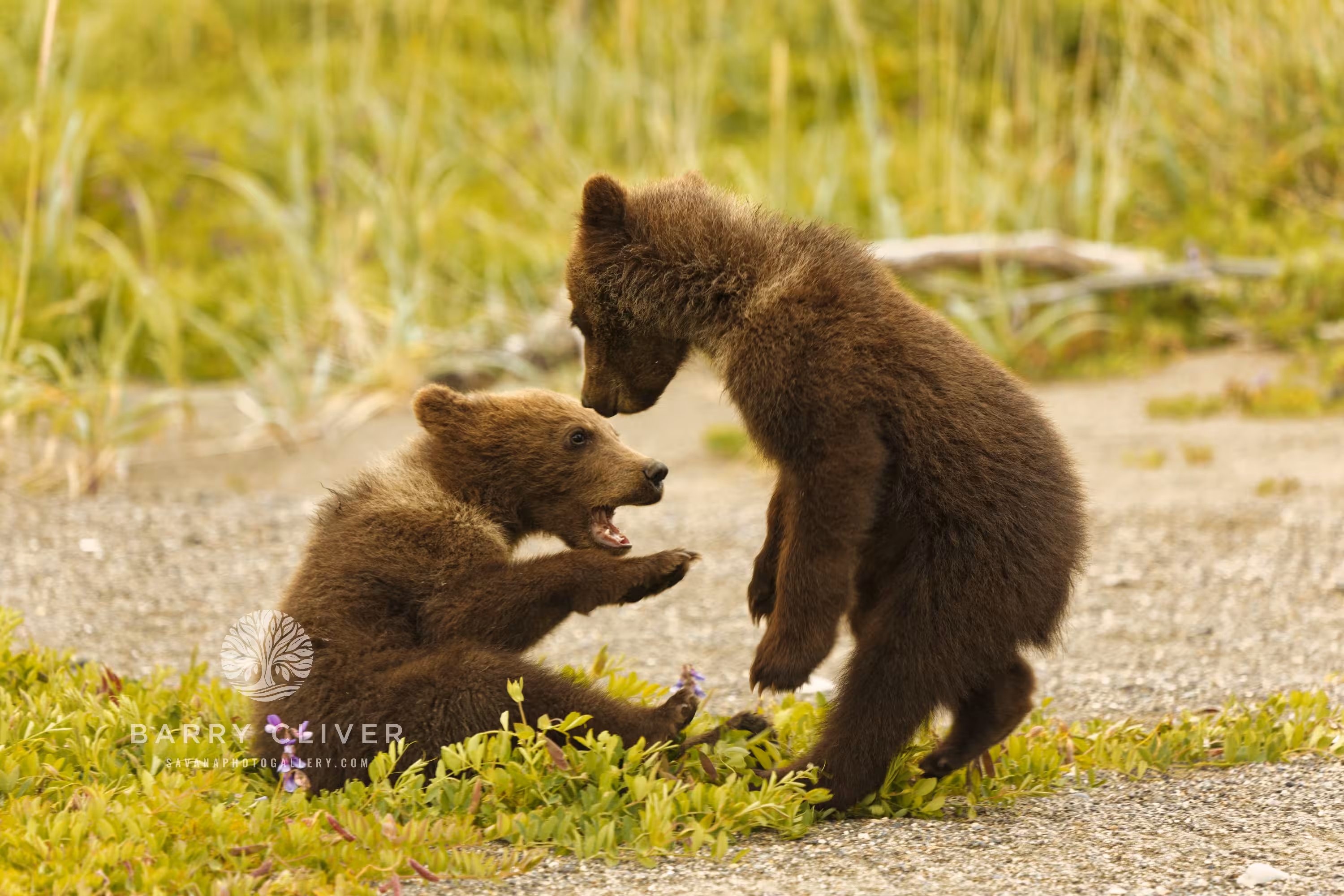 Bear Cubs