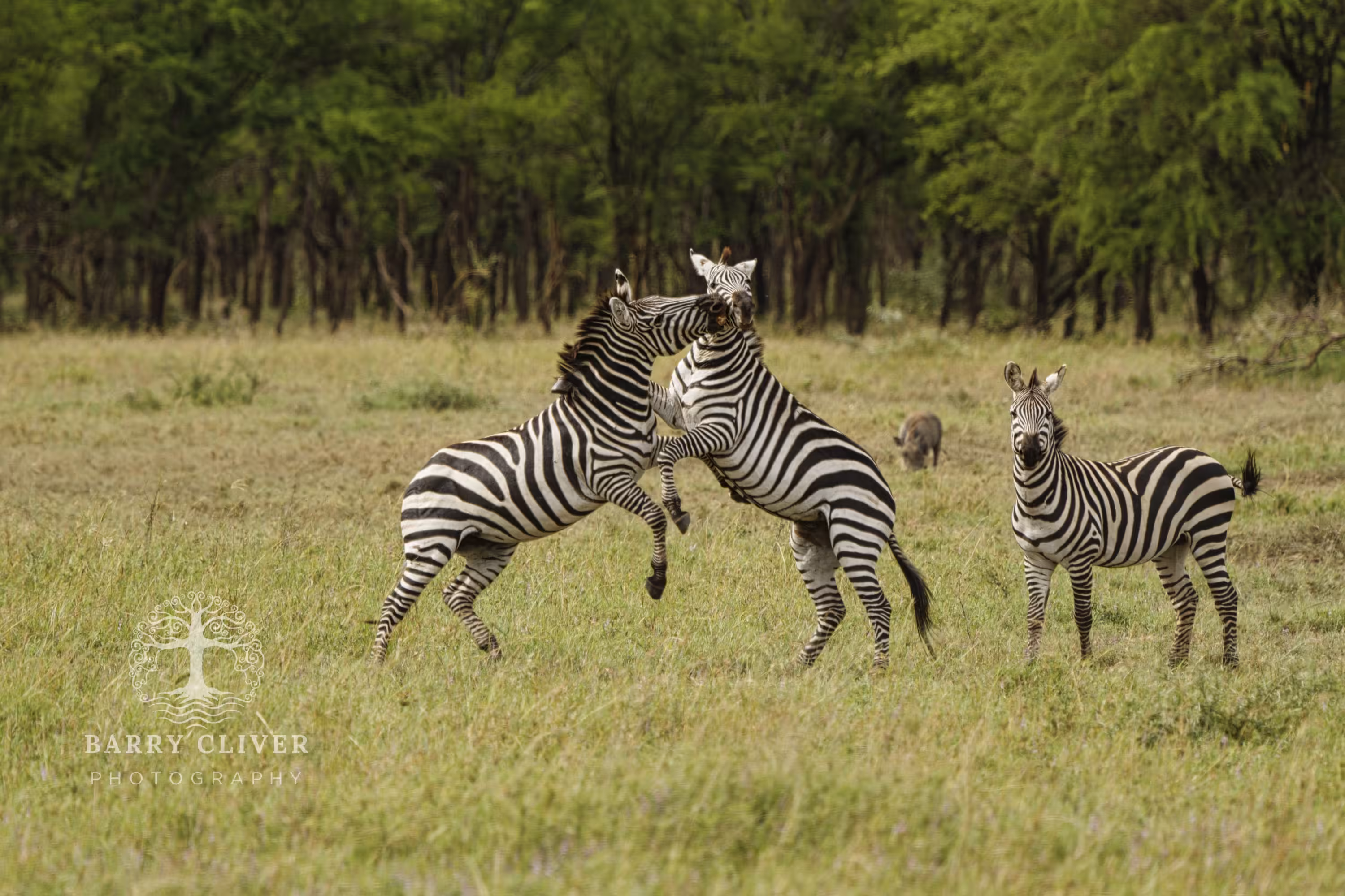 Zebras, Serengeti
