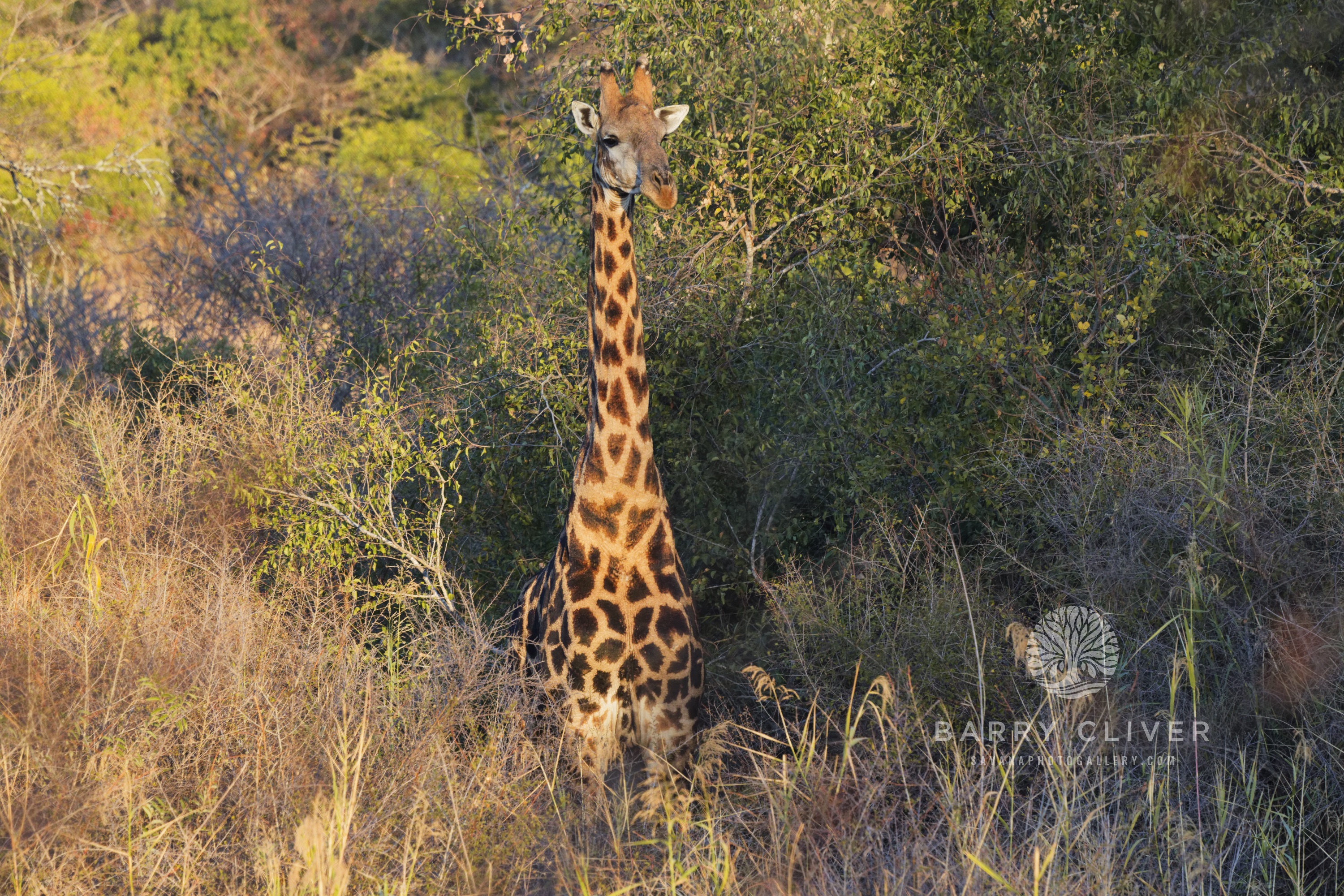 Cape Giraffe