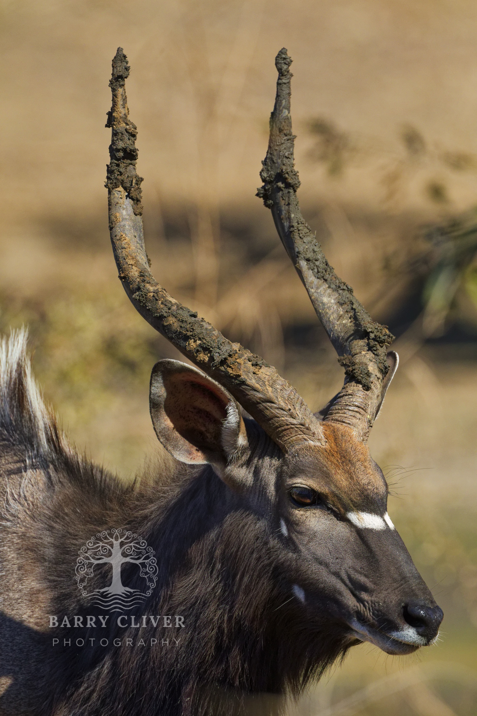 Nyala