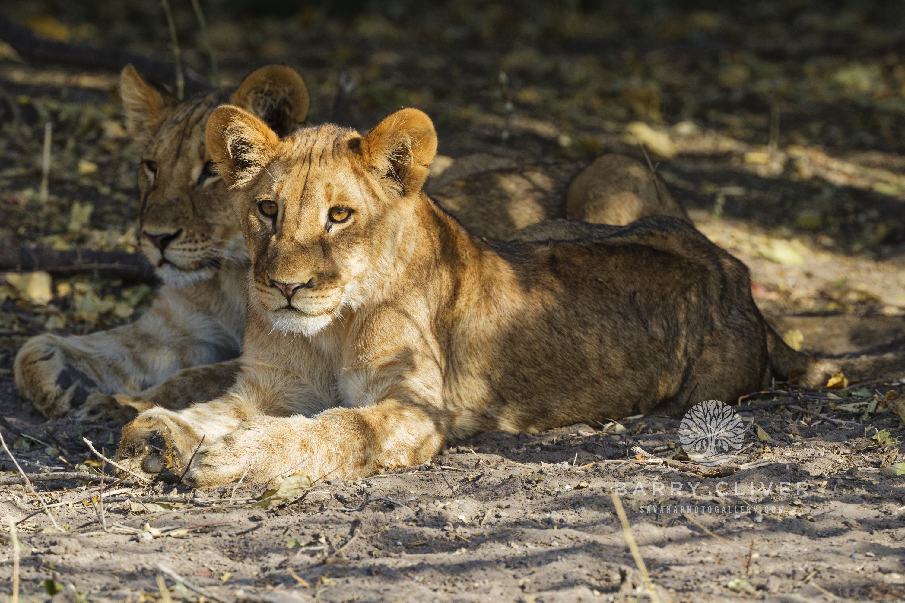 Lion Cubs