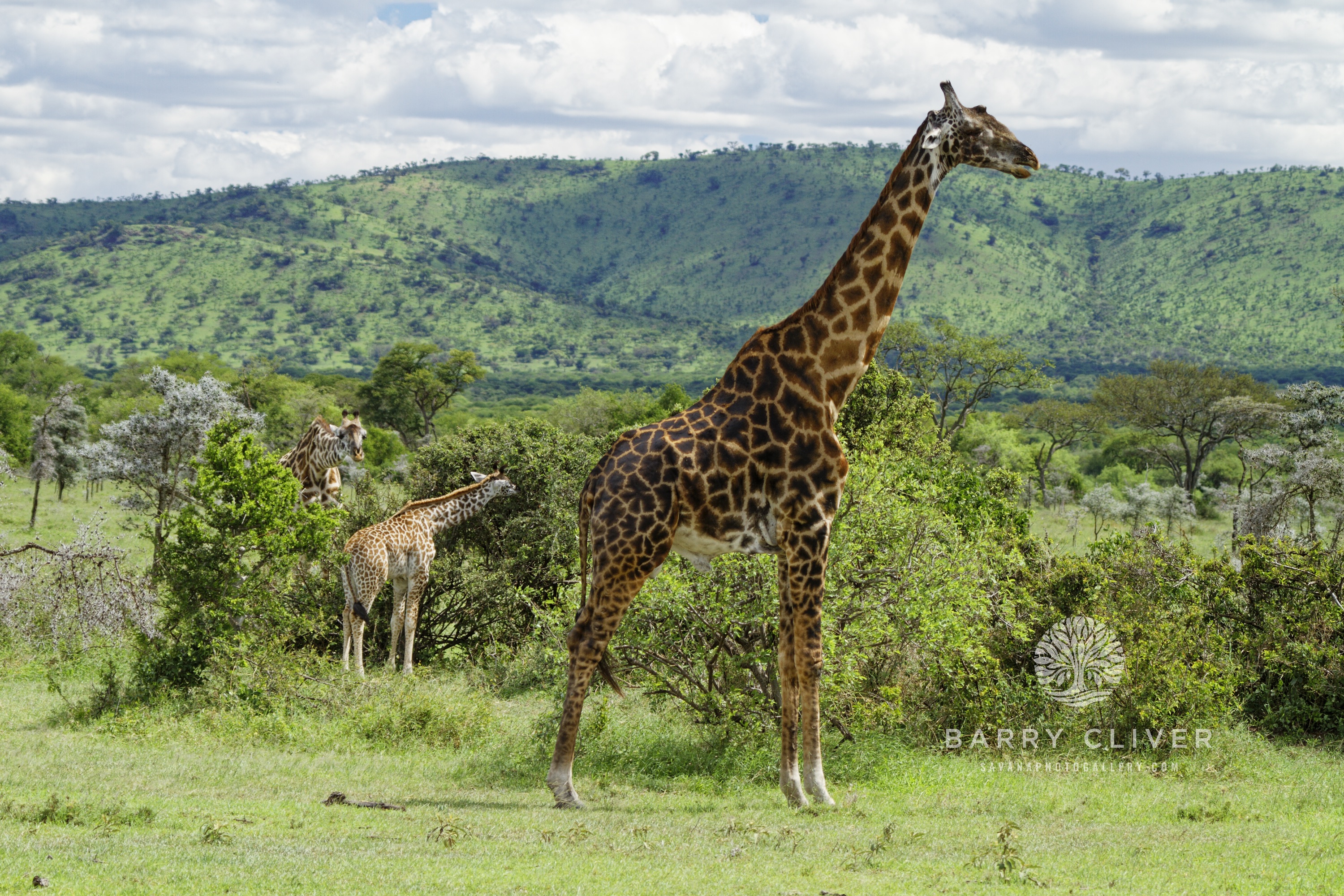 Serengeti Giraffe