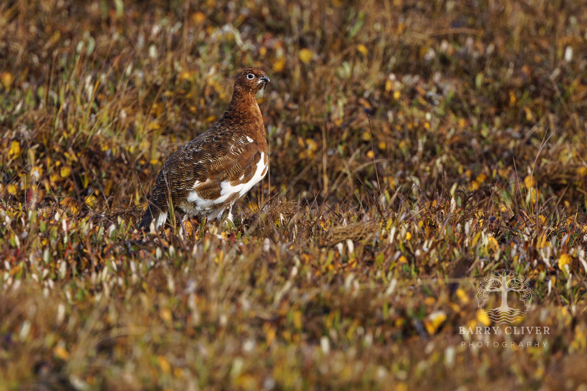 Willow Tarmigon