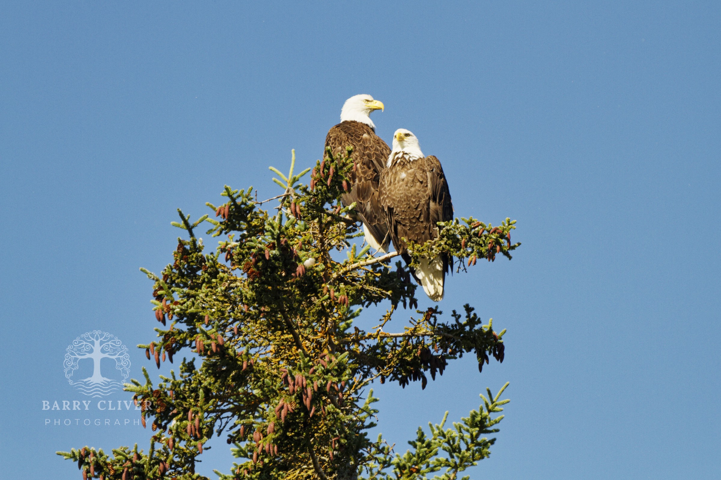 Alaskan Eagles