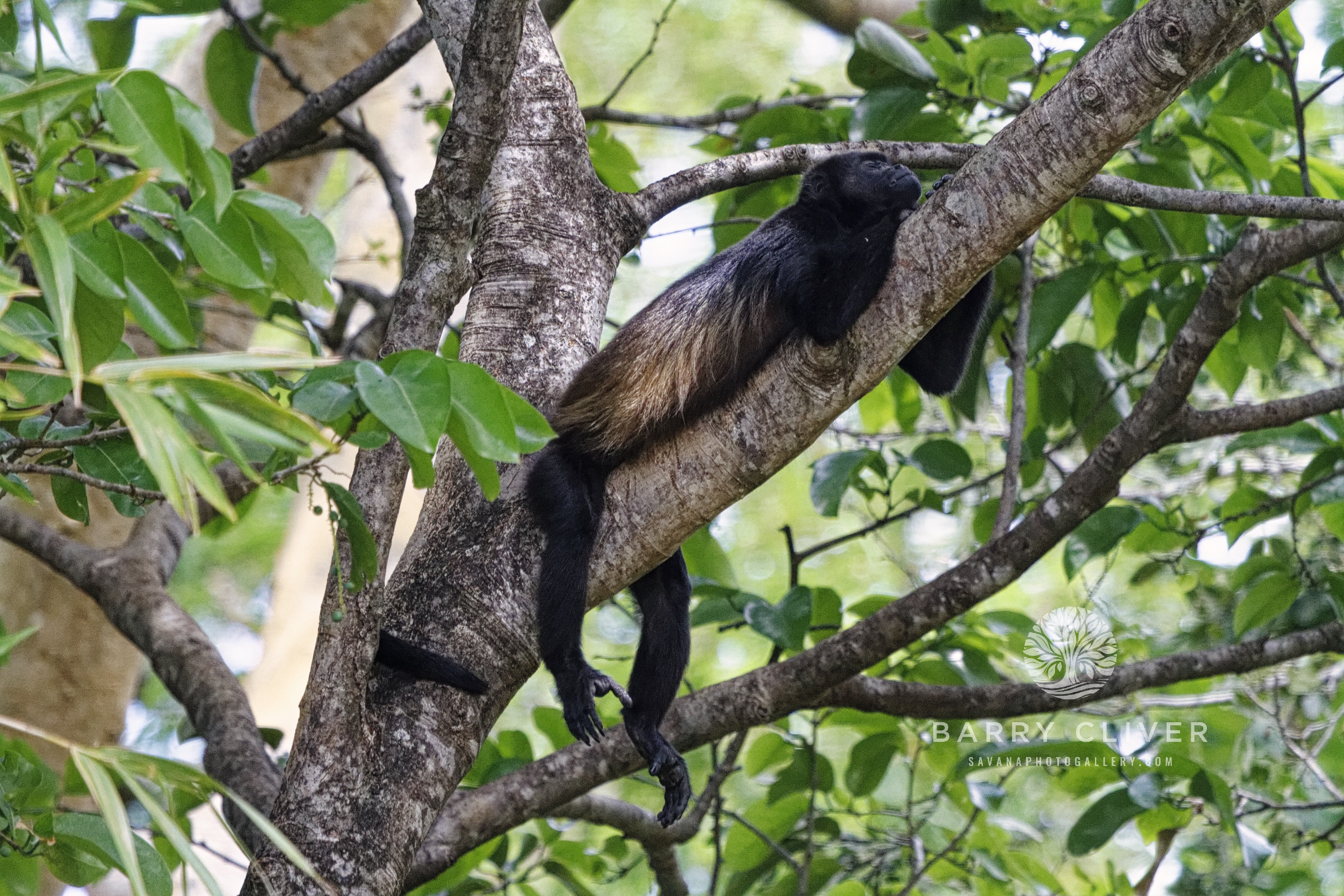 Howler Monkey