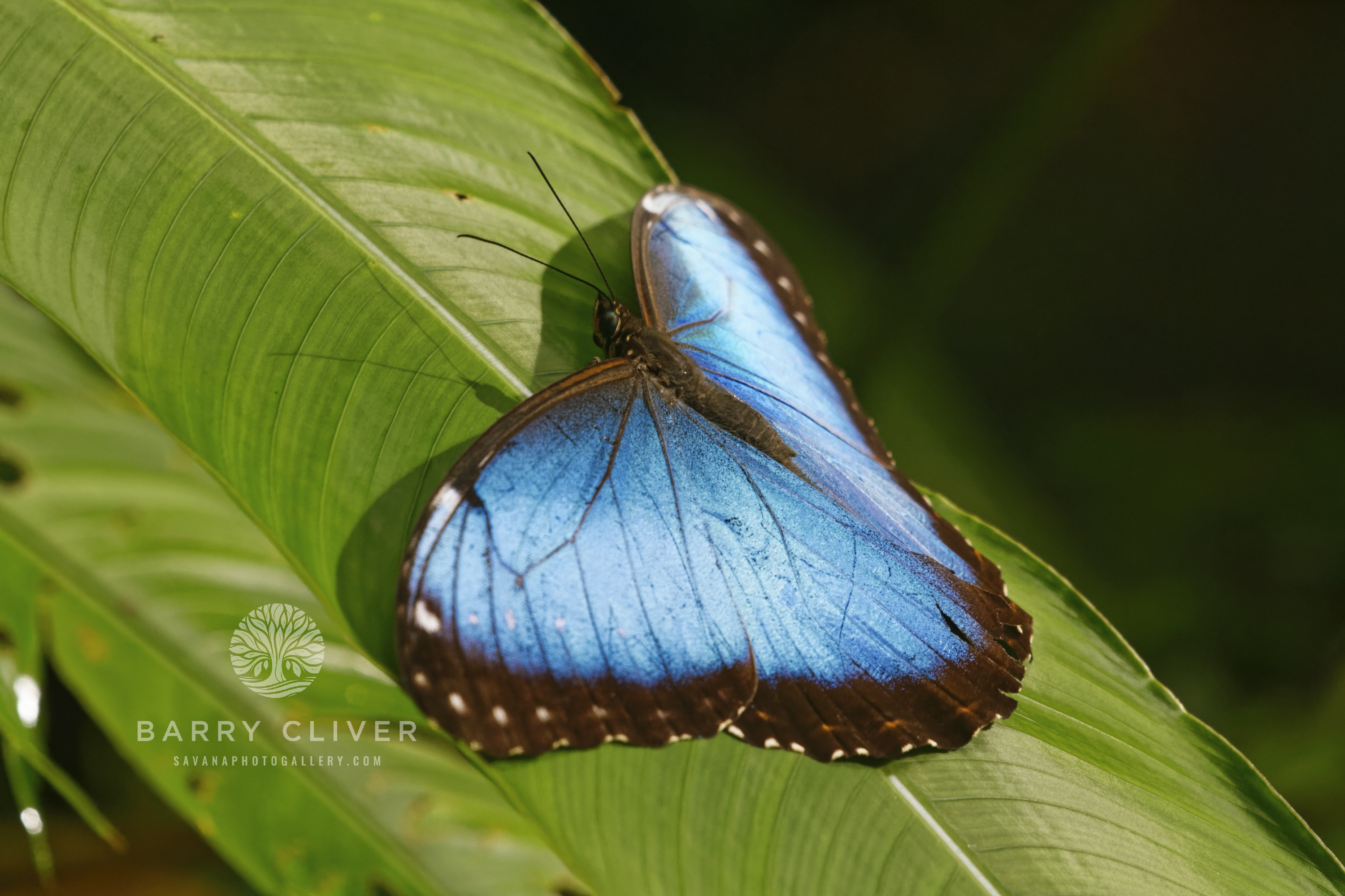 Blue Morpho