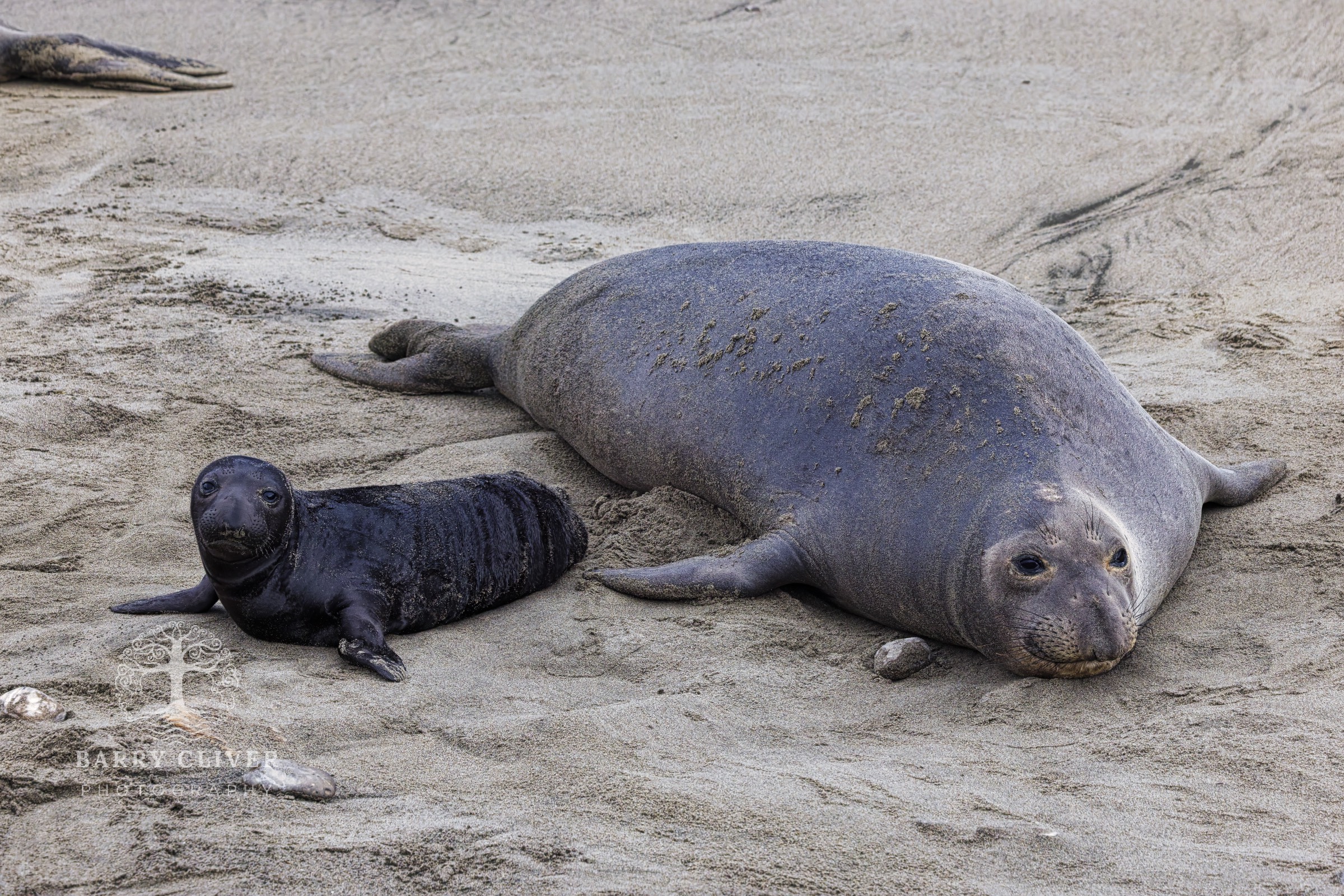 Elephant Seals