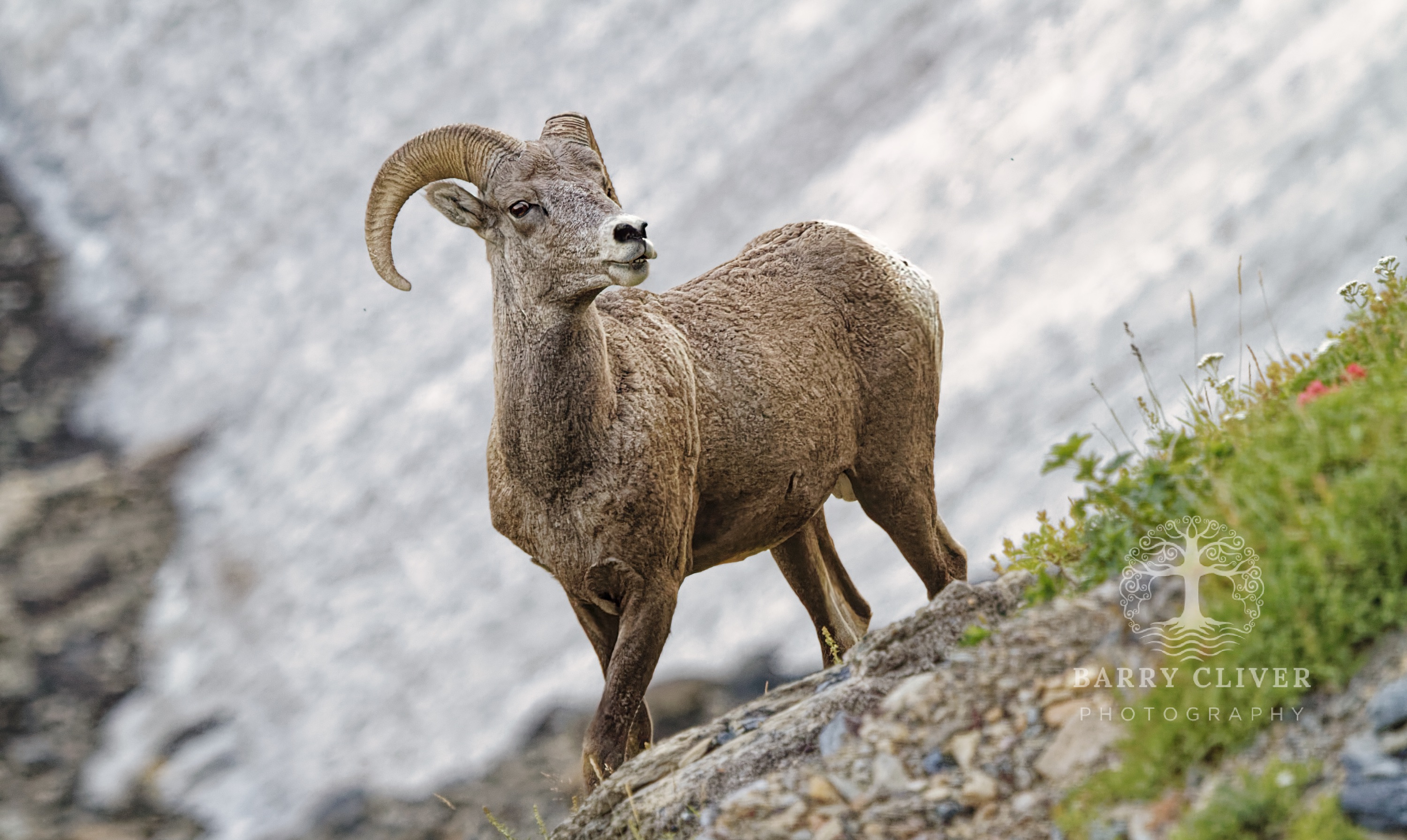 Glacier Bighorn