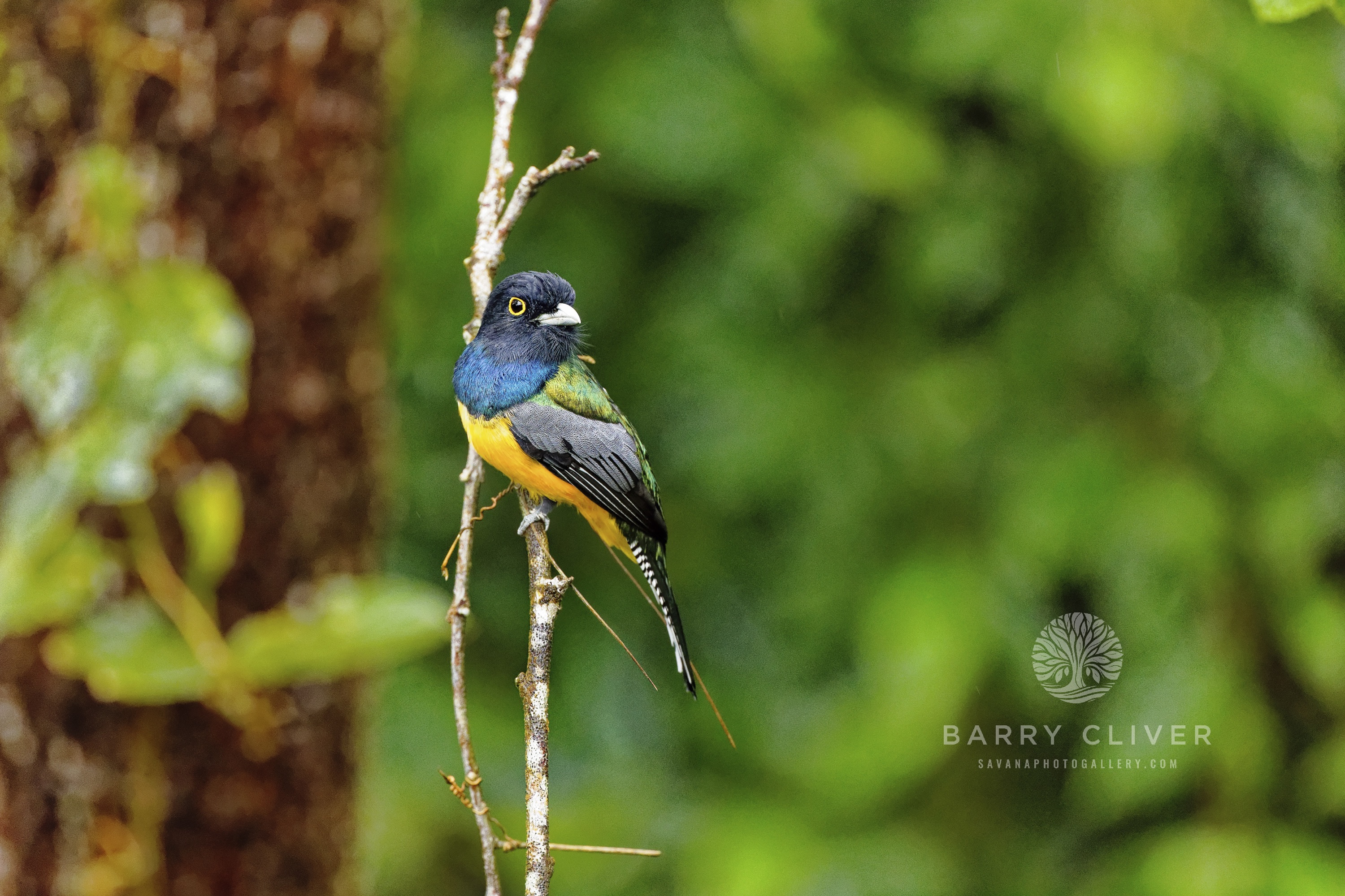 Gartered Trogon