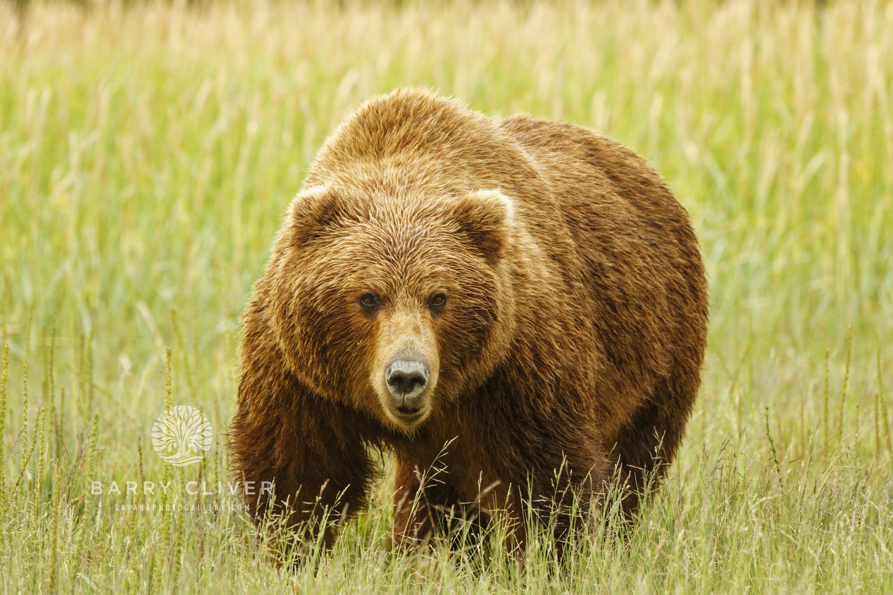 Brown Bear