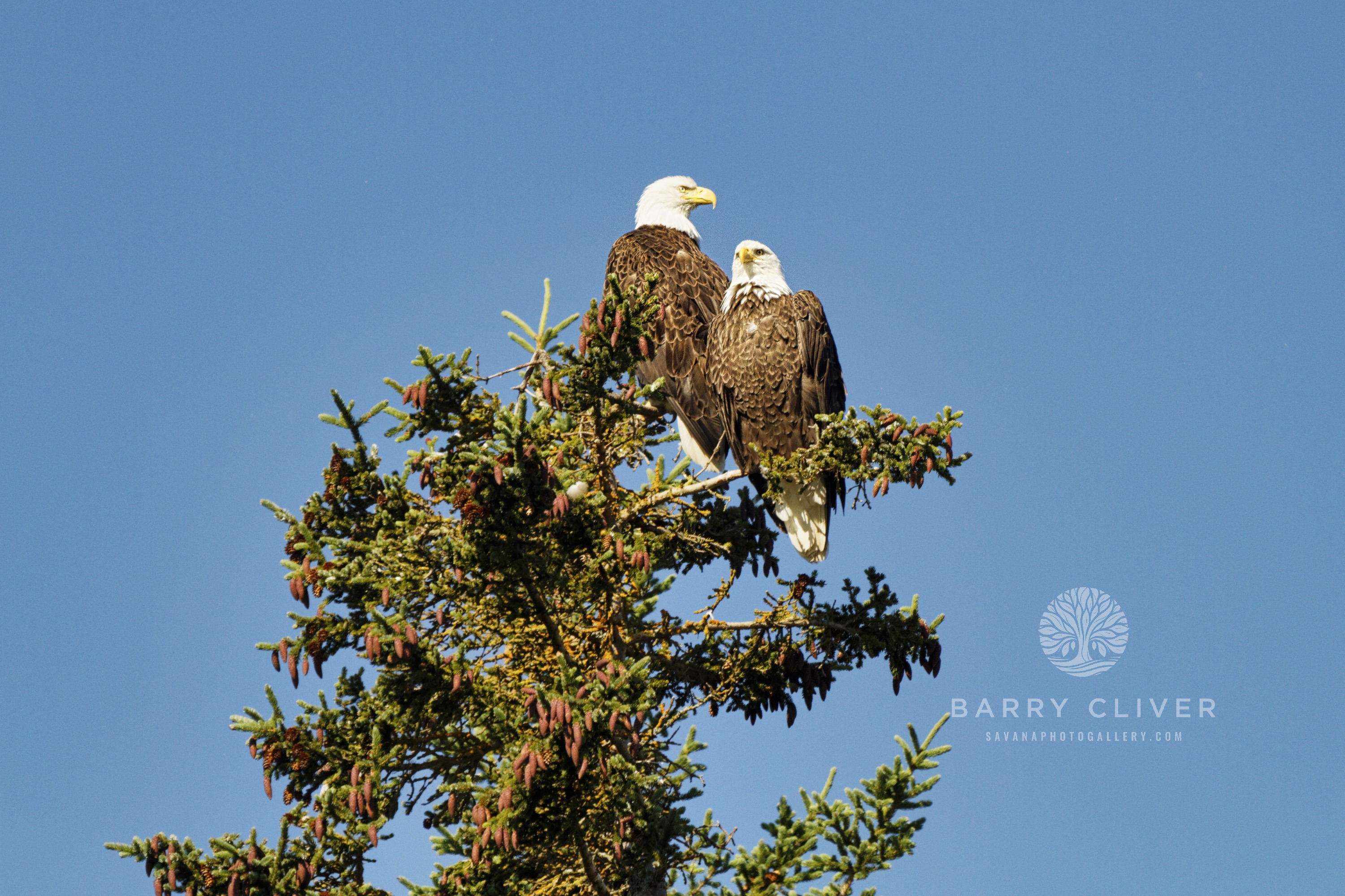 Alaskan Eagles