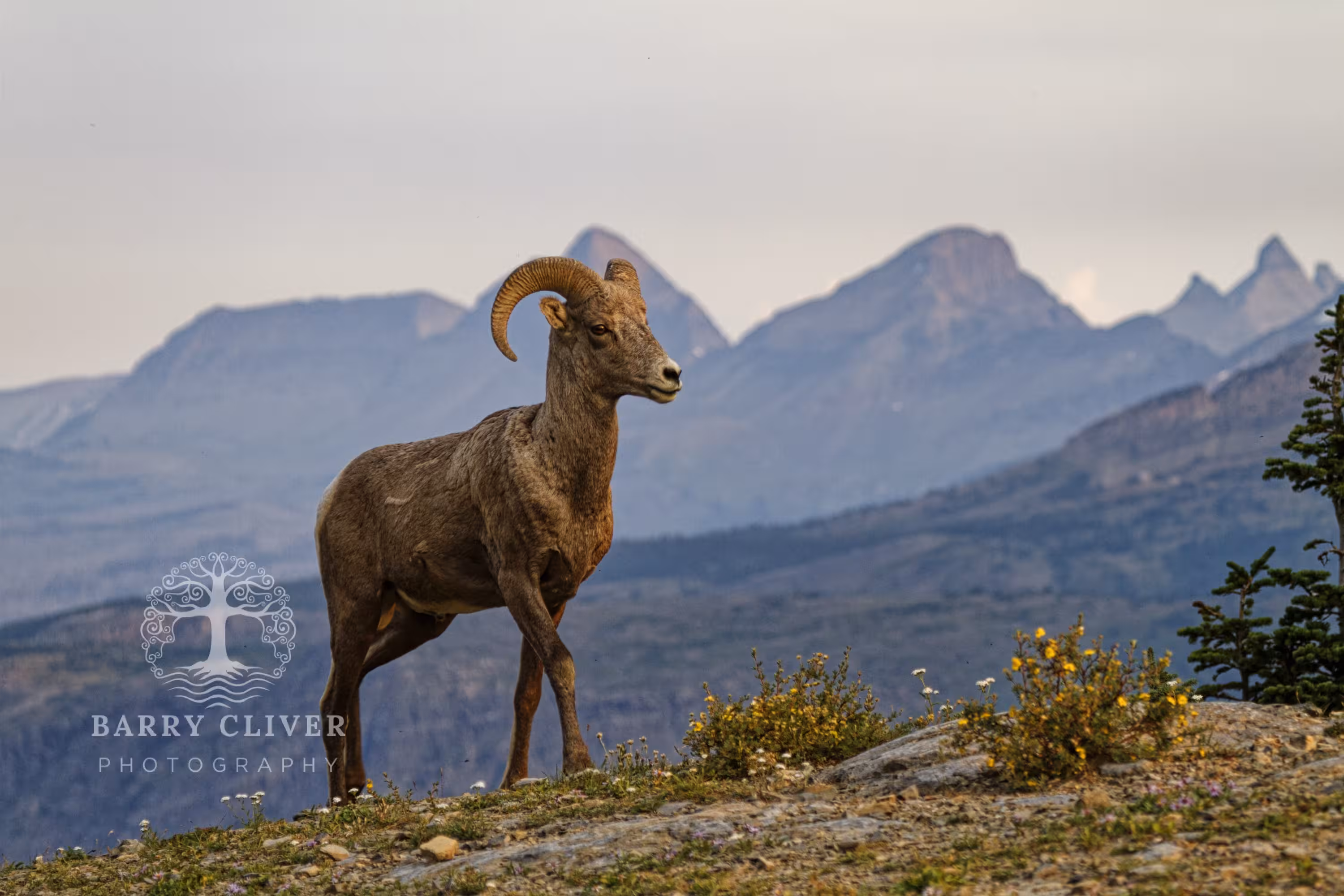 Mountain Bighorn